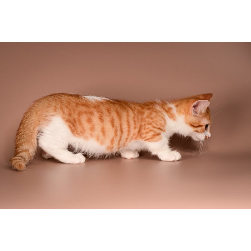Munchkin Amic