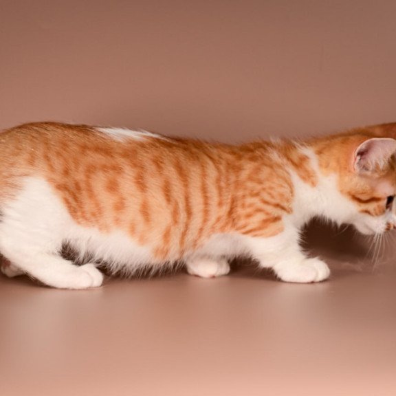 Munchkin Amic