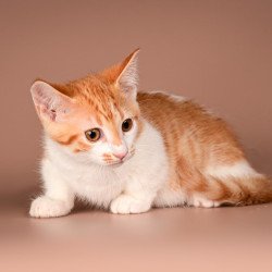 Munchkin Amic