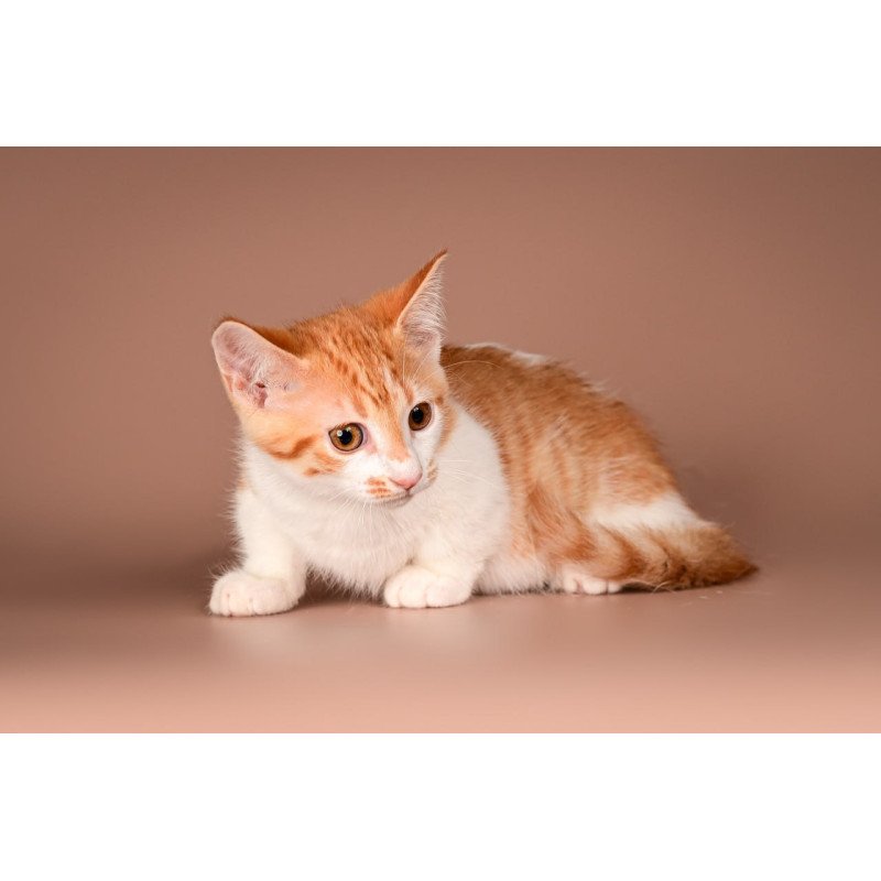 Munchkin Amic