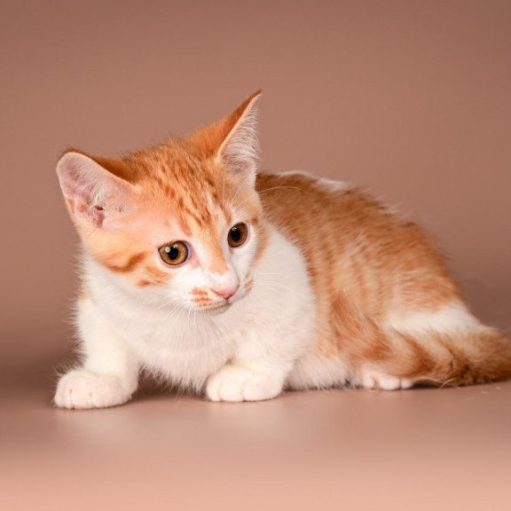 Munchkin Amic