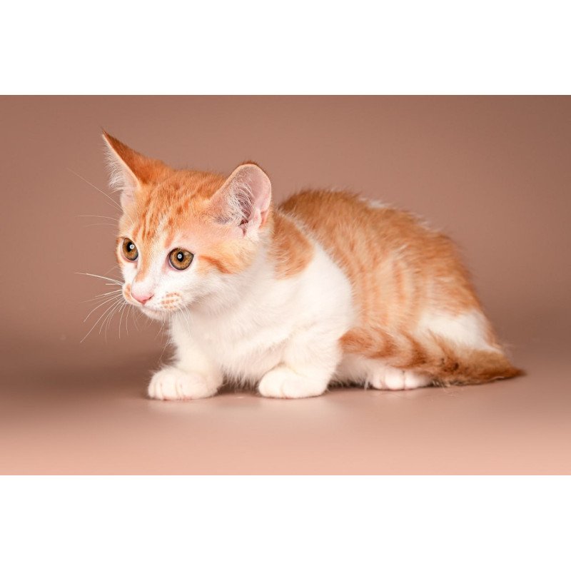 Munchkin Amic