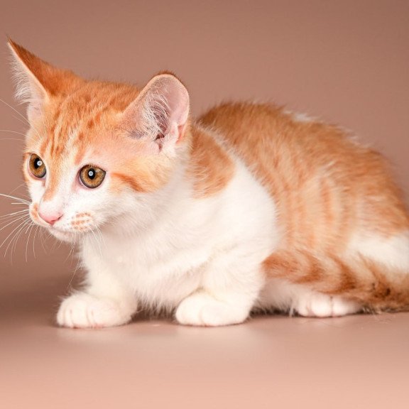 Munchkin Amic