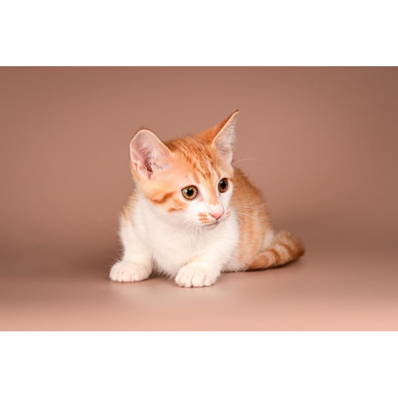 Munchkin Amic