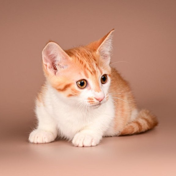 Munchkin Amic