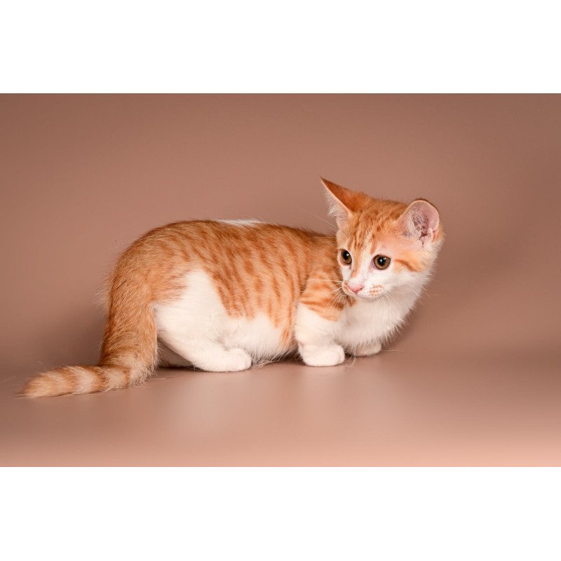 Munchkin Amic