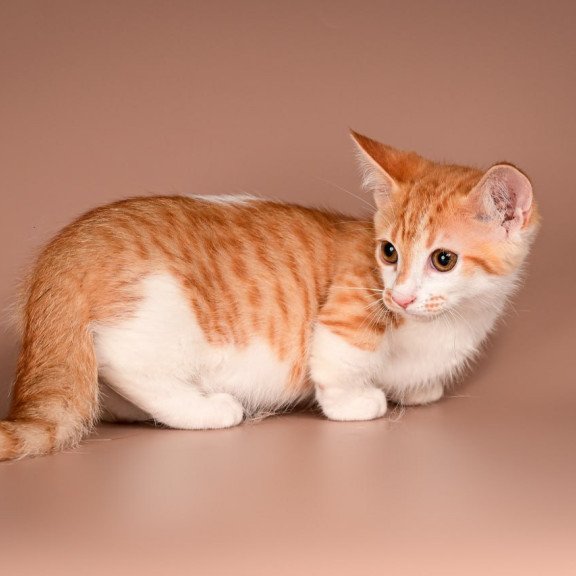 Munchkin Amic