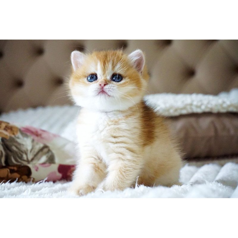 British Iris