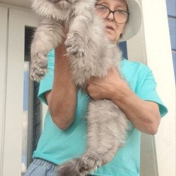Maine Coon A Elvis