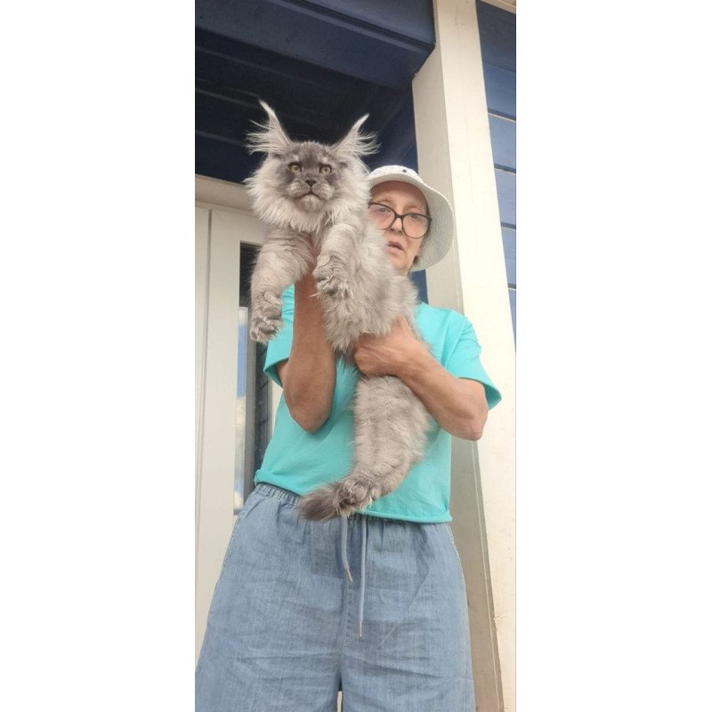 Maine Coon A Elvis