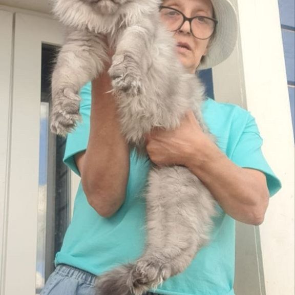 Maine Coon A Elvis