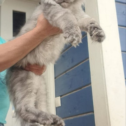 Maine Coon A Elvis