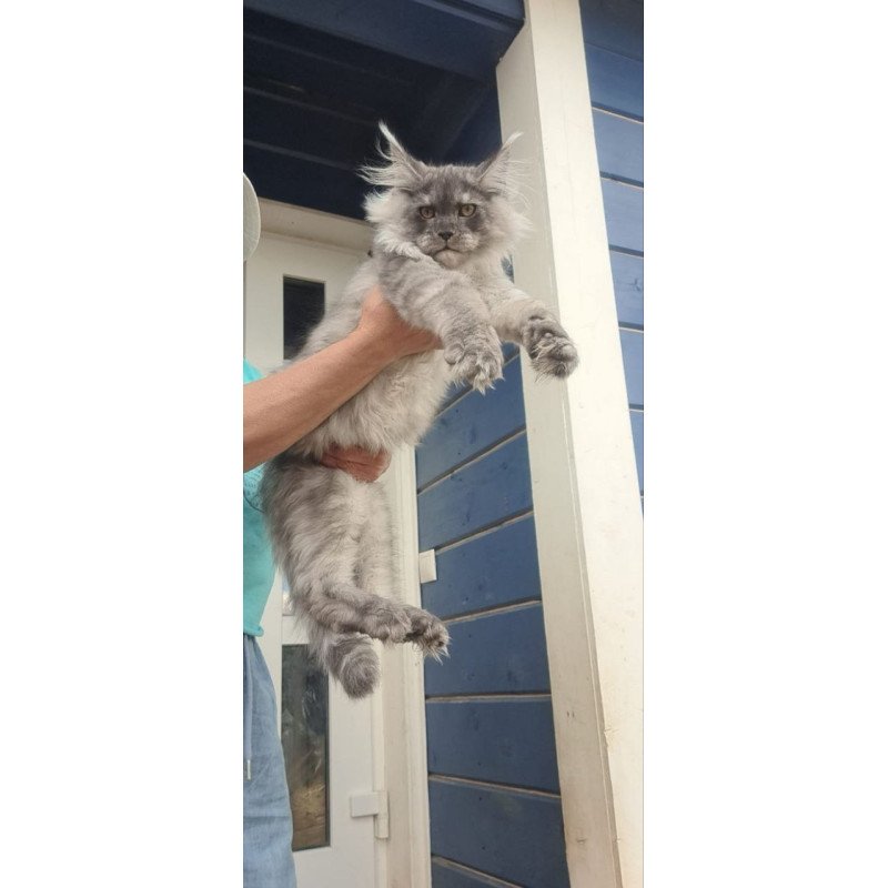 Maine Coon A Elvis