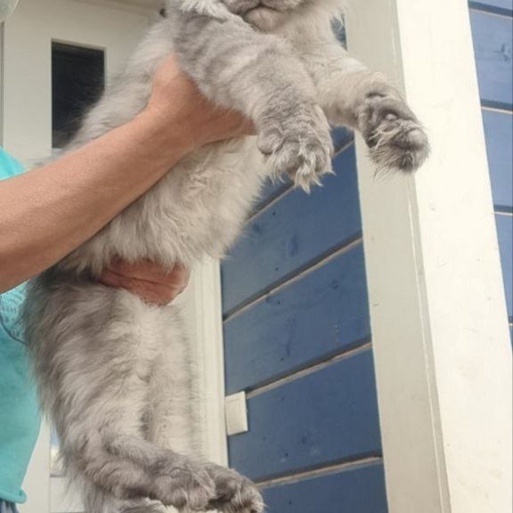 Maine Coon A Elvis