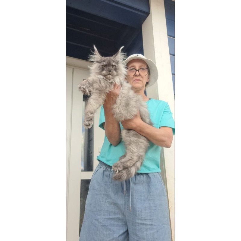 Maine Coon A Elvis
