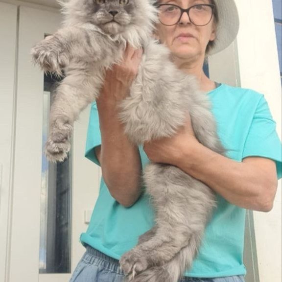 Maine Coon A Elvis