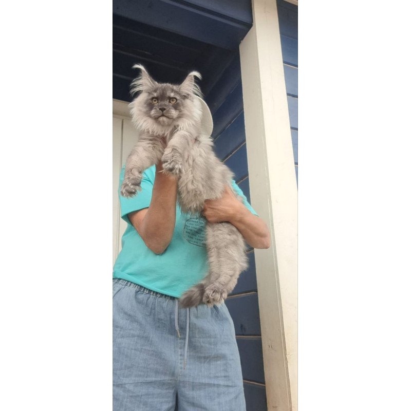 Maine Coon A Elvis