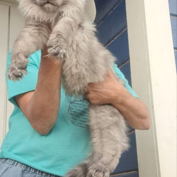 Maine Coon A Elvis