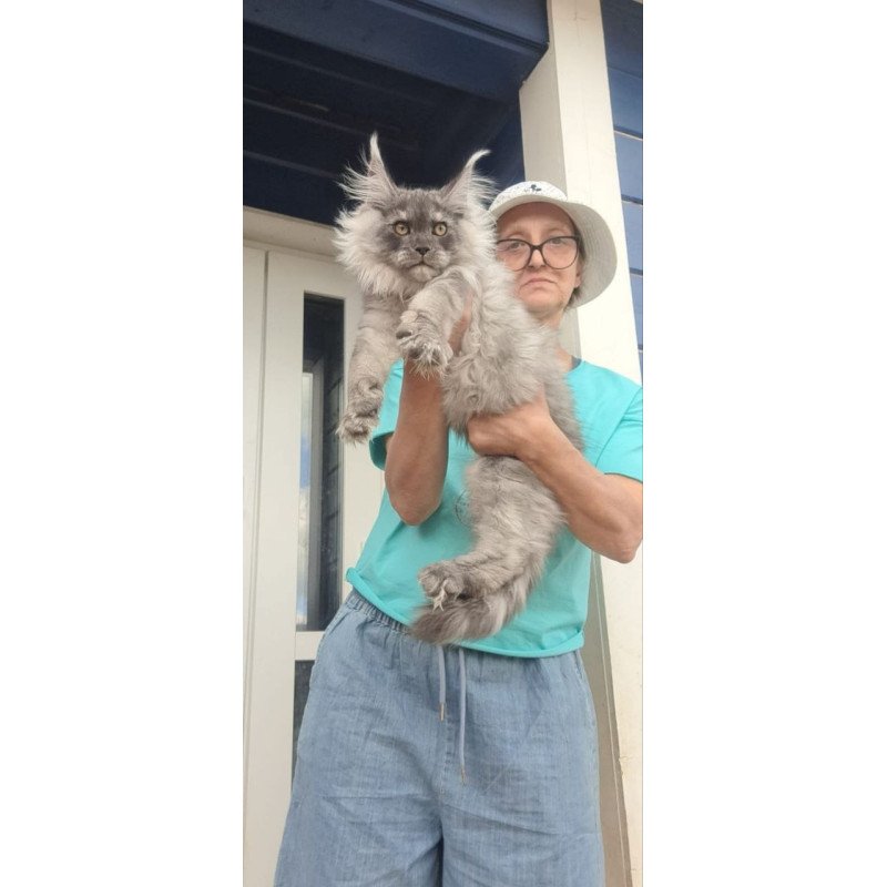Maine Coon A Elvis