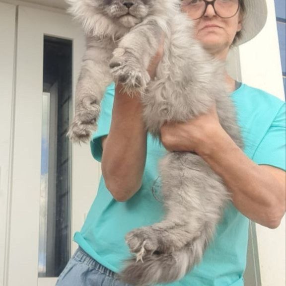 Maine Coon A Elvis