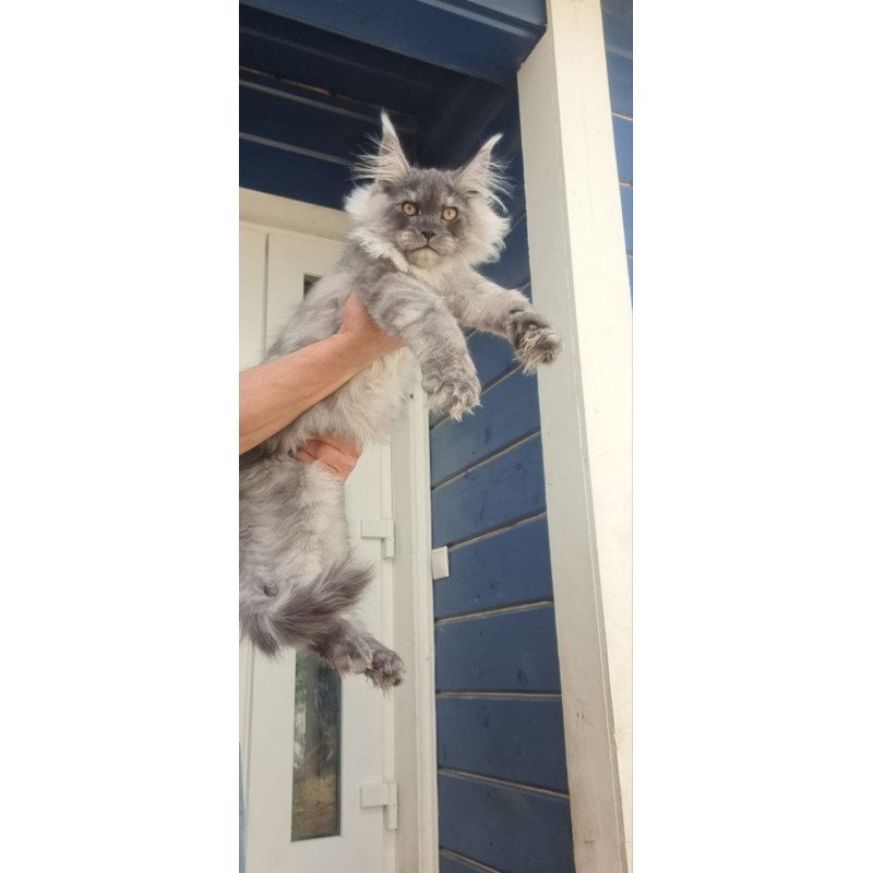 Maine Coon A Elvis