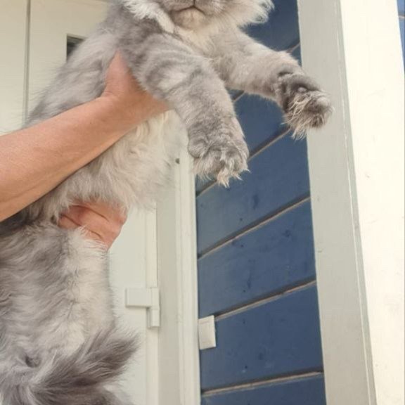 Maine Coon A Elvis