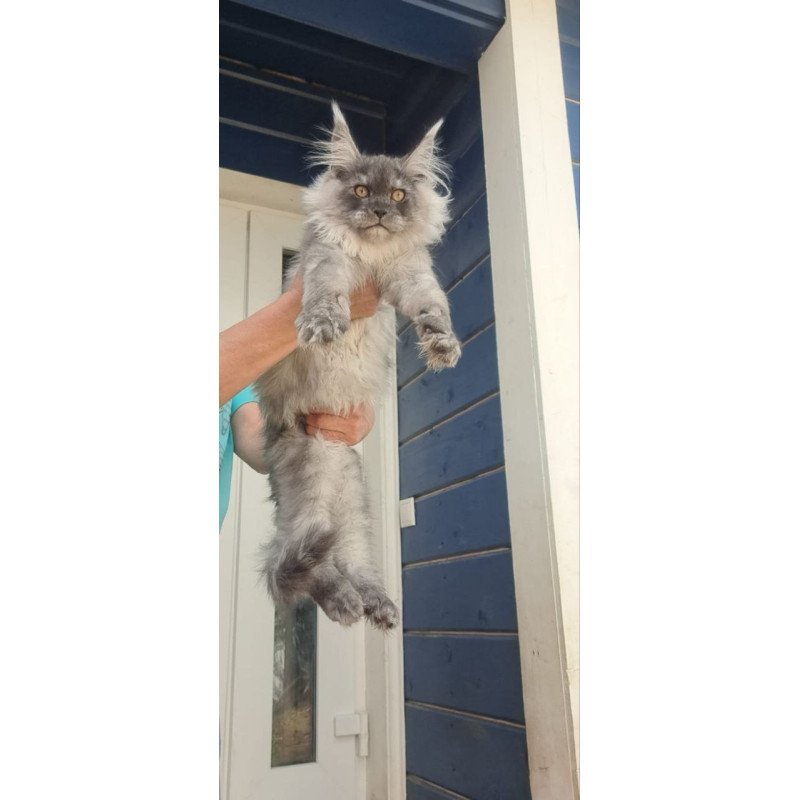 Maine Coon A Elvis