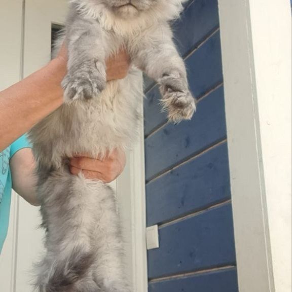 Maine Coon A Elvis