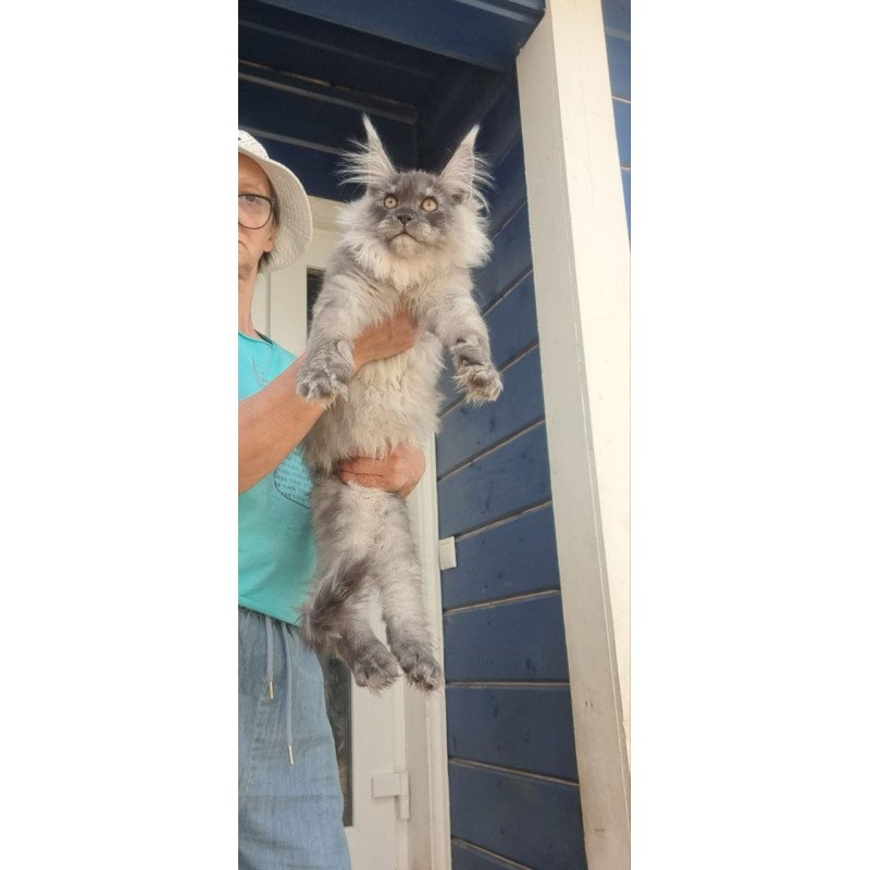 Maine Coon A Elvis