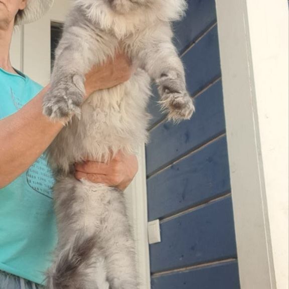 Maine Coon A Elvis