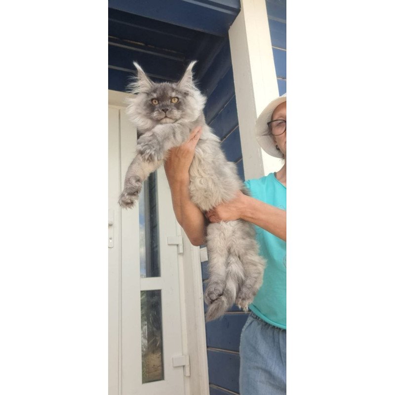 Maine Coon A Elvis