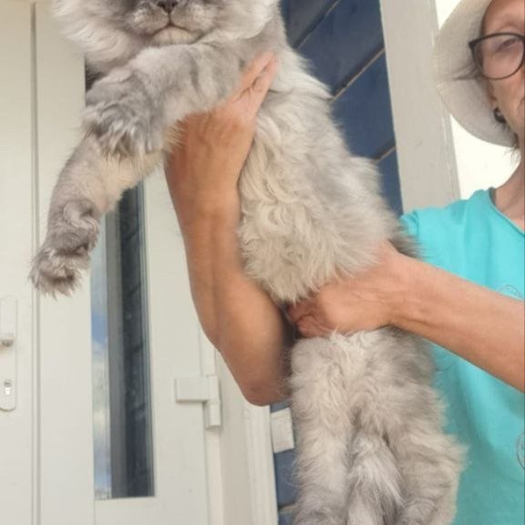 Maine Coon A Elvis