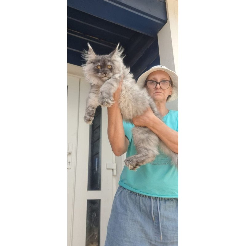 Maine Coon A Elvis