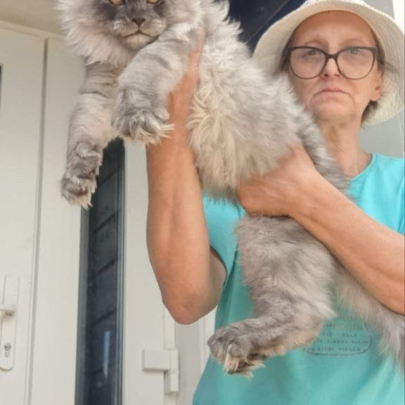 Maine Coon A Elvis
