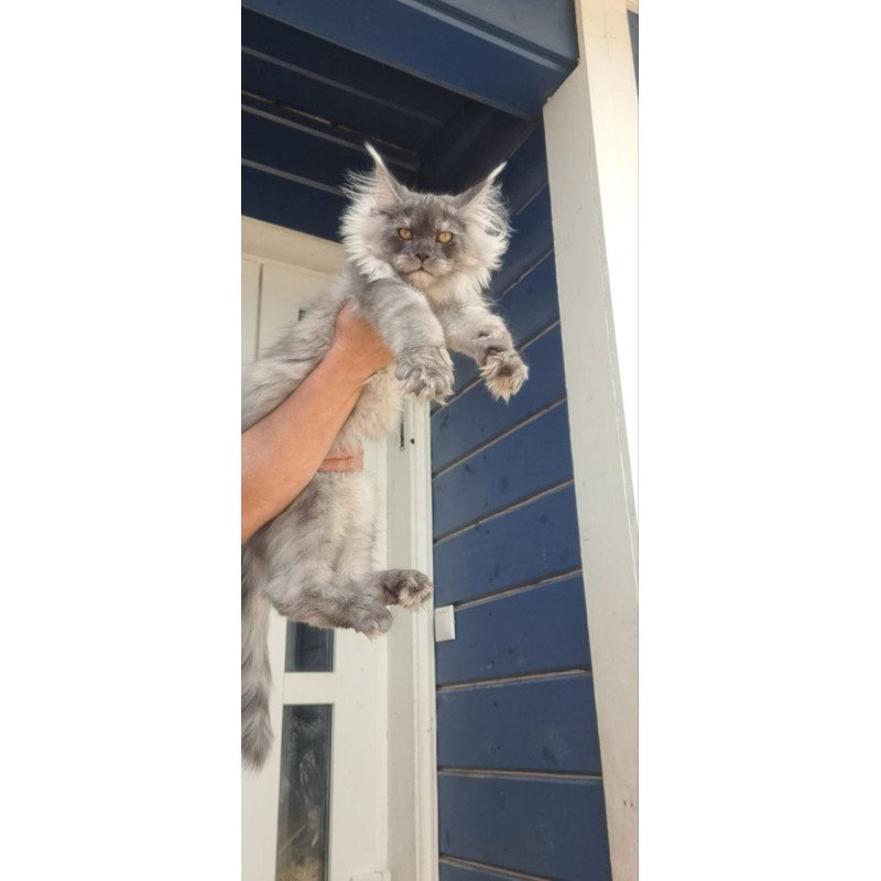 Maine Coon A Elvis
