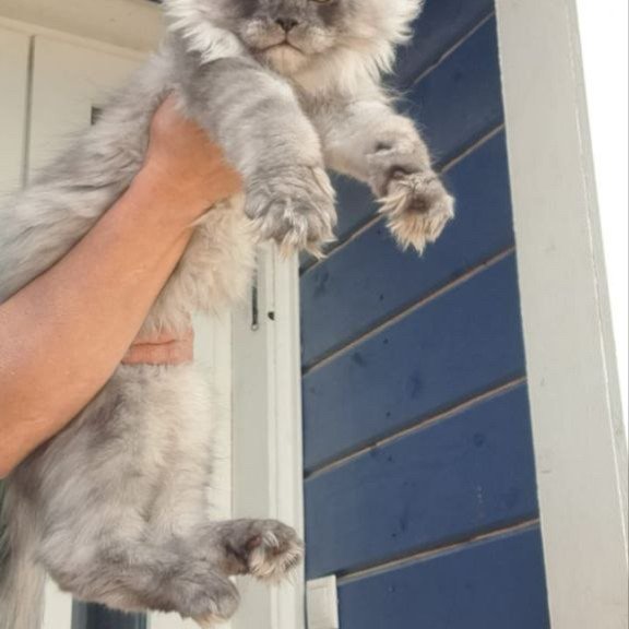Maine Coon A Elvis