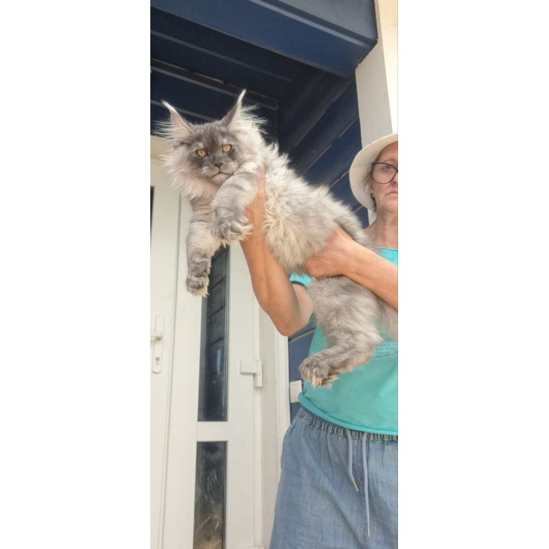 Maine Coon A Elvis