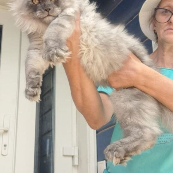 Maine Coon A Elvis