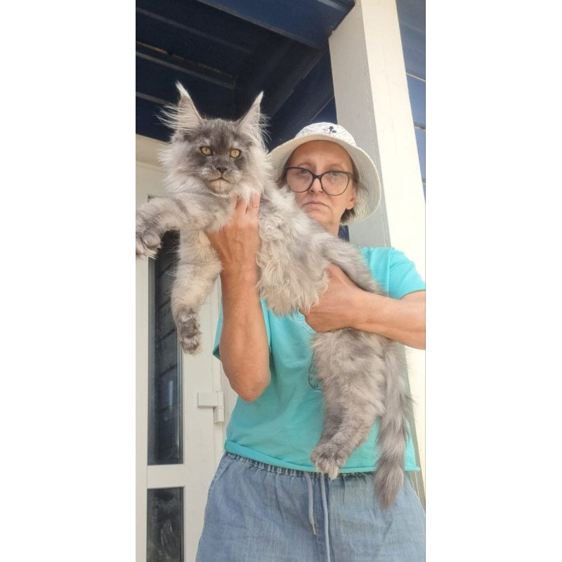 Maine Coon A Elvis