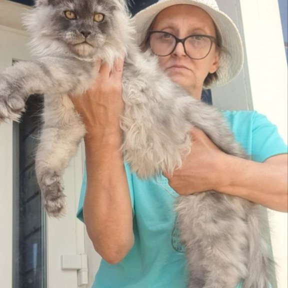 Maine Coon A Elvis