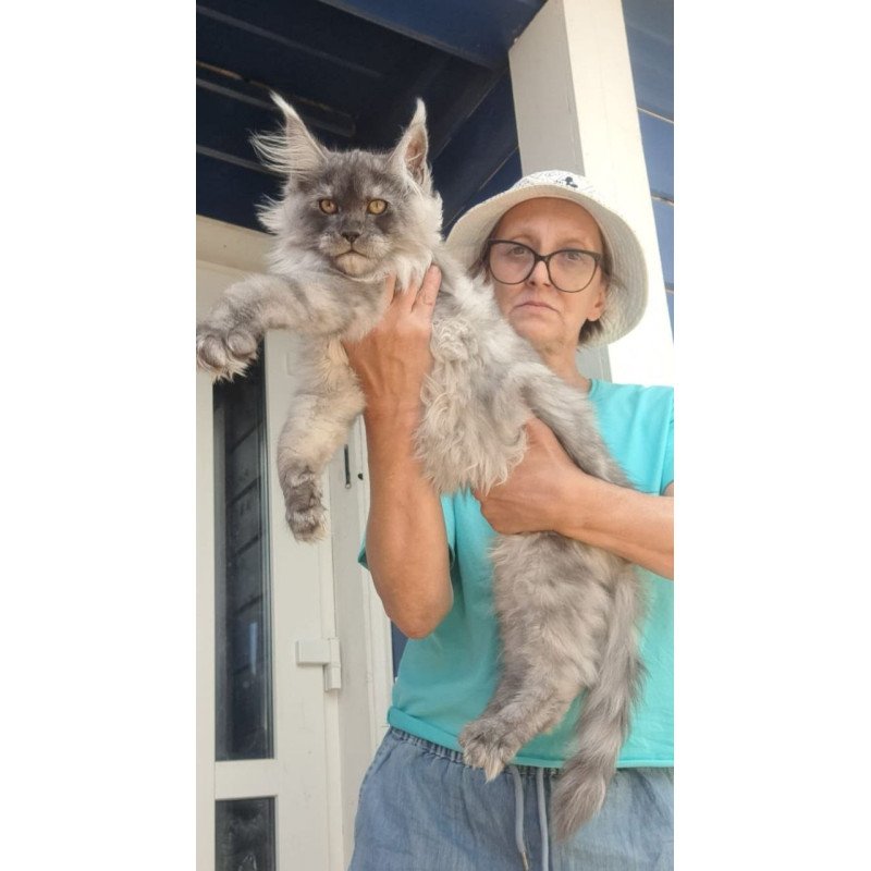 Maine Coon A Elvis