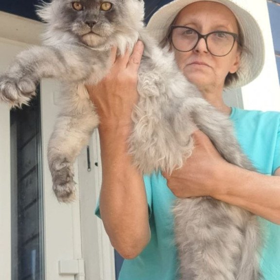 Maine Coon A Elvis