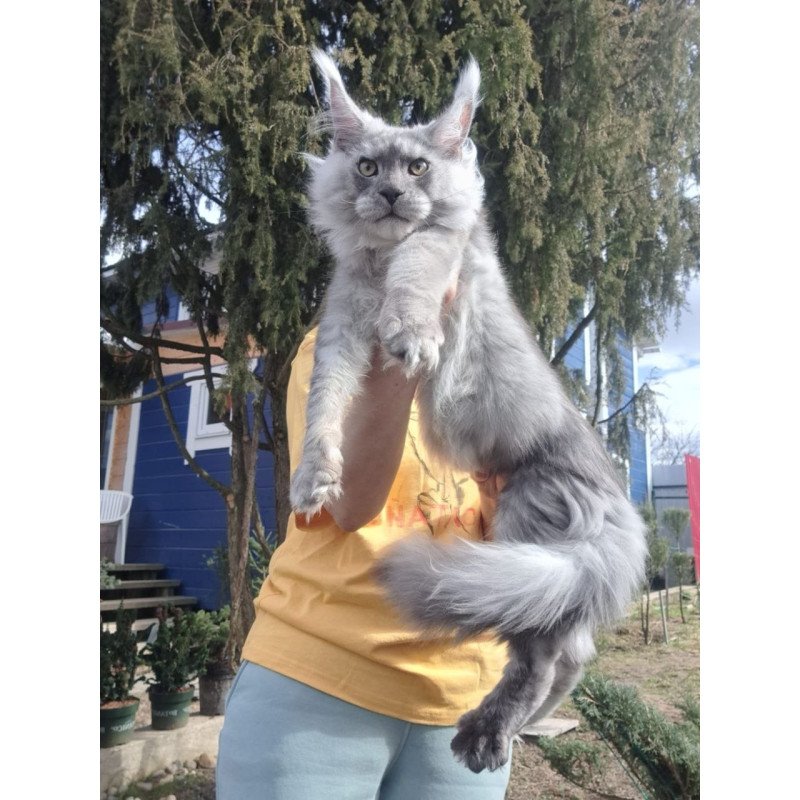 Maine Coon A Timian