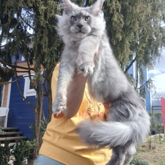 Maine Coon A Timian