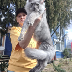 Maine Coon A Timian