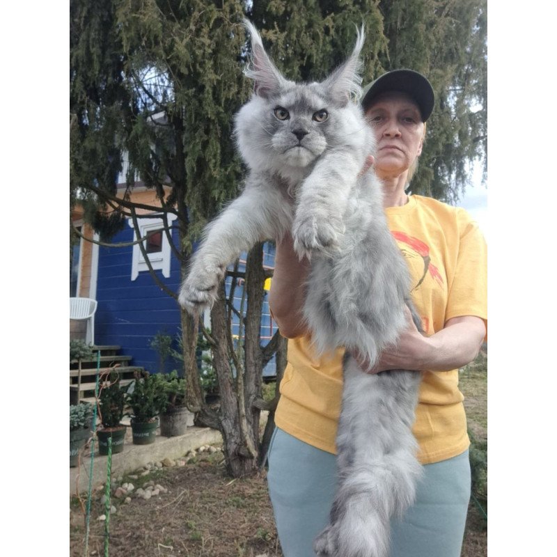Maine Coon A Timian