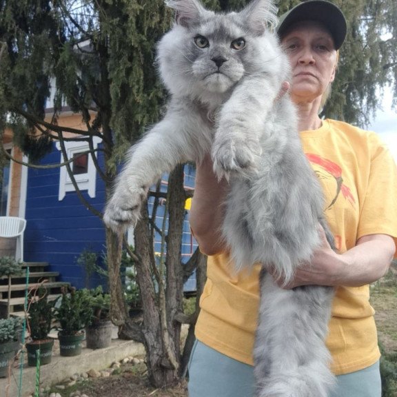 Maine Coon A Timian