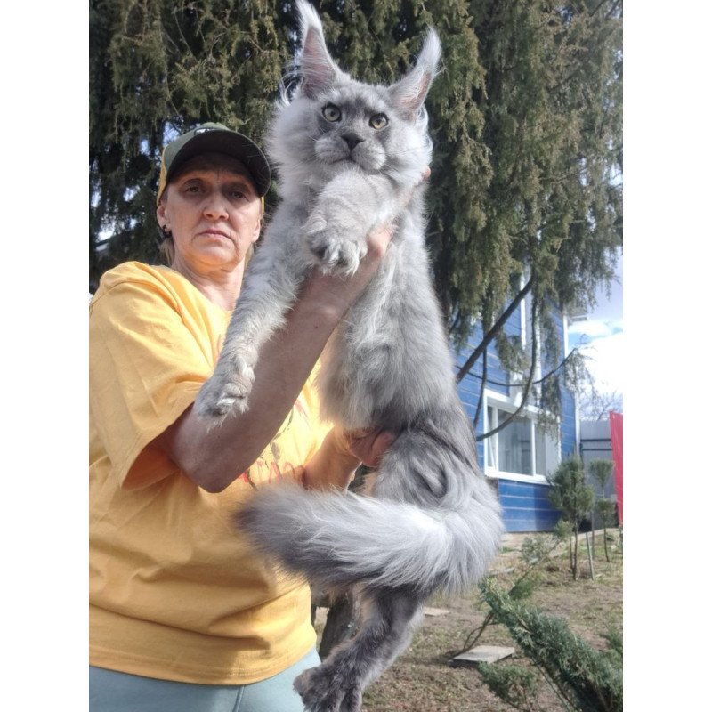 Maine Coon A Timian