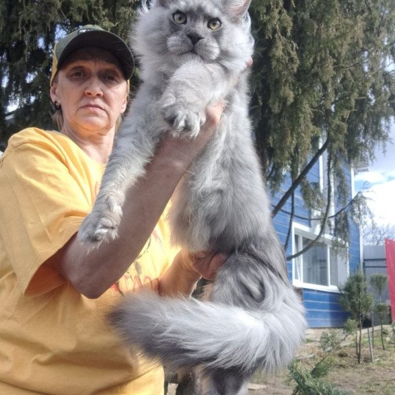 Maine Coon A Timian