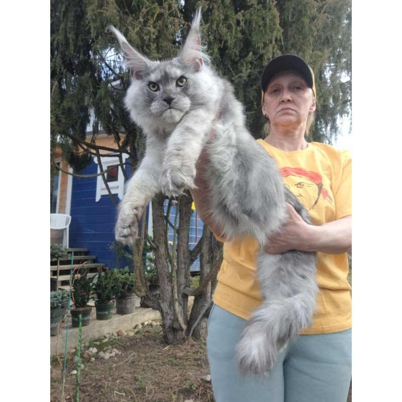Maine Coon A Timian